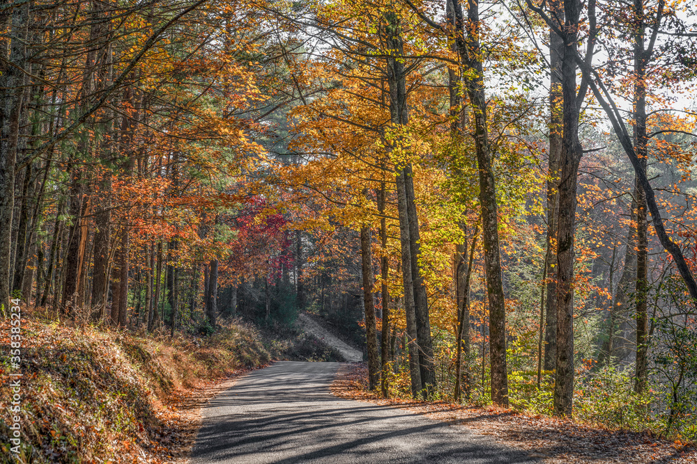 Isolated country road with autumn leaves and trees