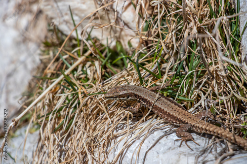 Common wall lizard resting in grass photo