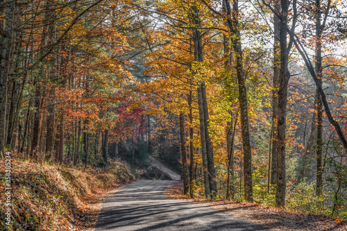 Isolated country road with autumn leaves and trees