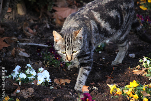 Retrato de un gato callejero con los ojos verdes photo