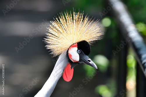 Closeup portrait of Crowned Crane