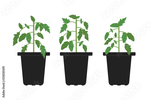 Tomato Plant Icon, Tomato Transplant, Black Gardening Container Icon Vector Illustration Background