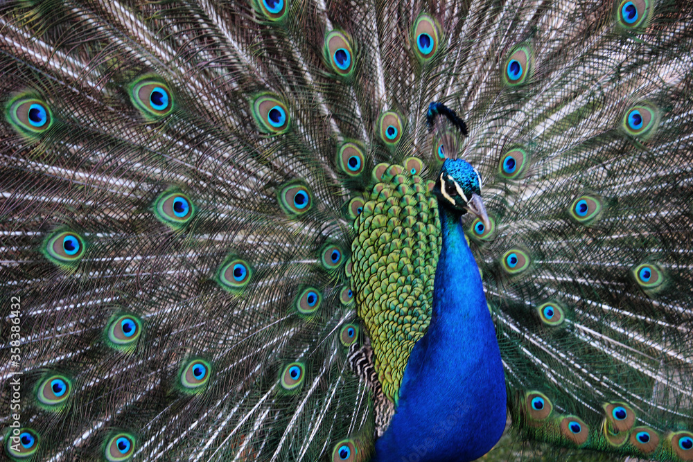 Pavo real macho con la cola abierta y mostrando sus plumas Stock Photo