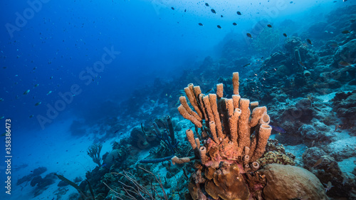 Seascape in turquoise water of coral reef in Caribbean Sea / Curacao with fish, coral and Branching Vase Sponge