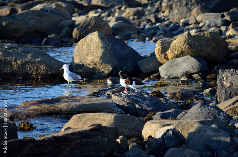 seagull and orange oystercatcher birds on sea shore in sunlight seagull and orange oystercatcher birds on sea shore in sunlight