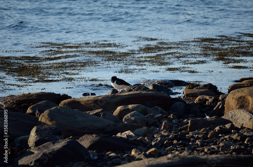 oystercatcher bird on boulder near blue fjord sea shore © Arcticphotoworks