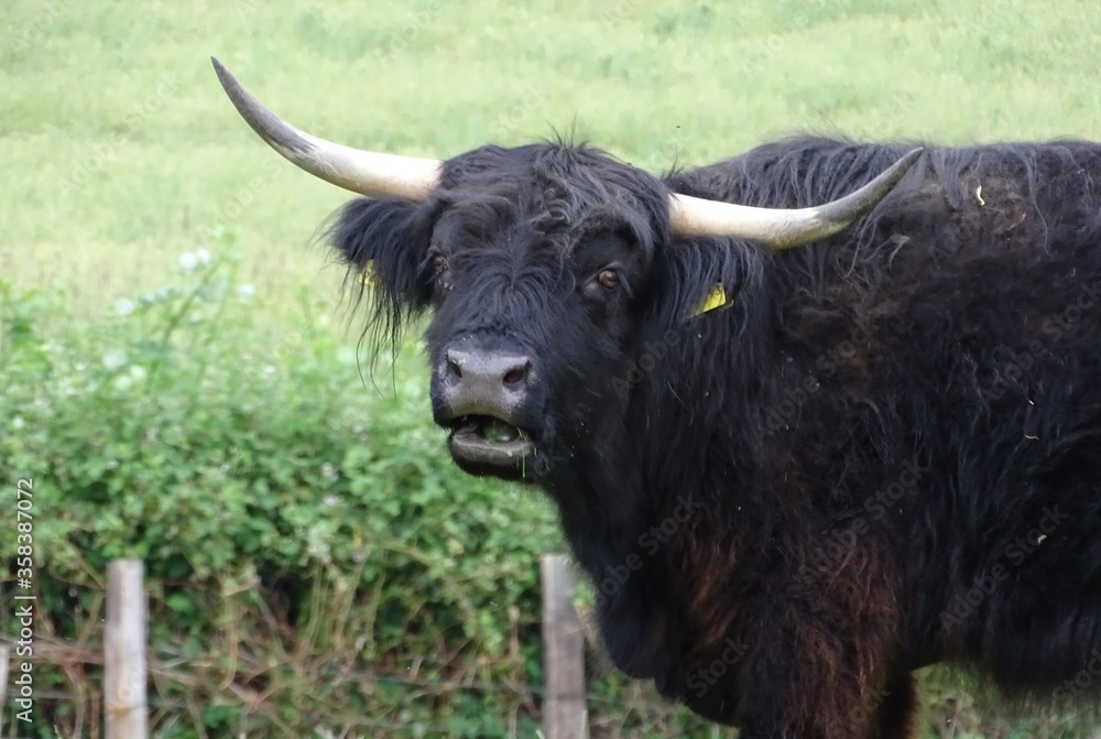 Portrait eines Galloway Bullen