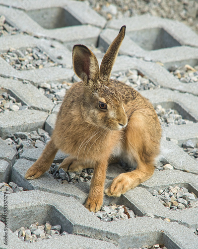 Ein brauner Feldhase zu Besuch im Garten