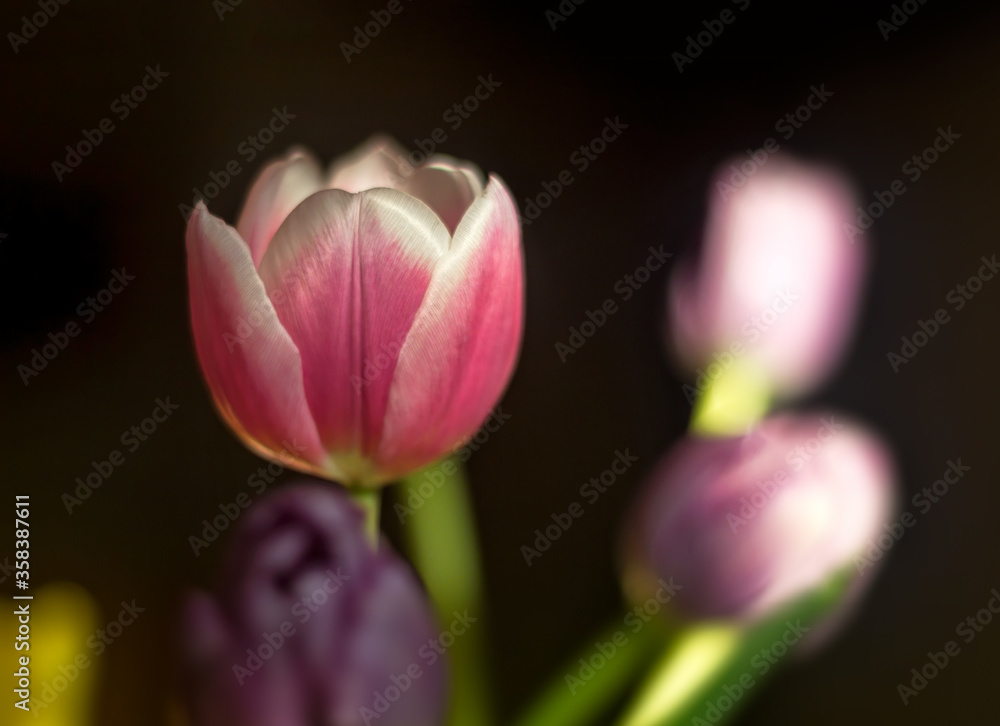 Colorful Tulips on Black Background Colorful Tulips on Black Background