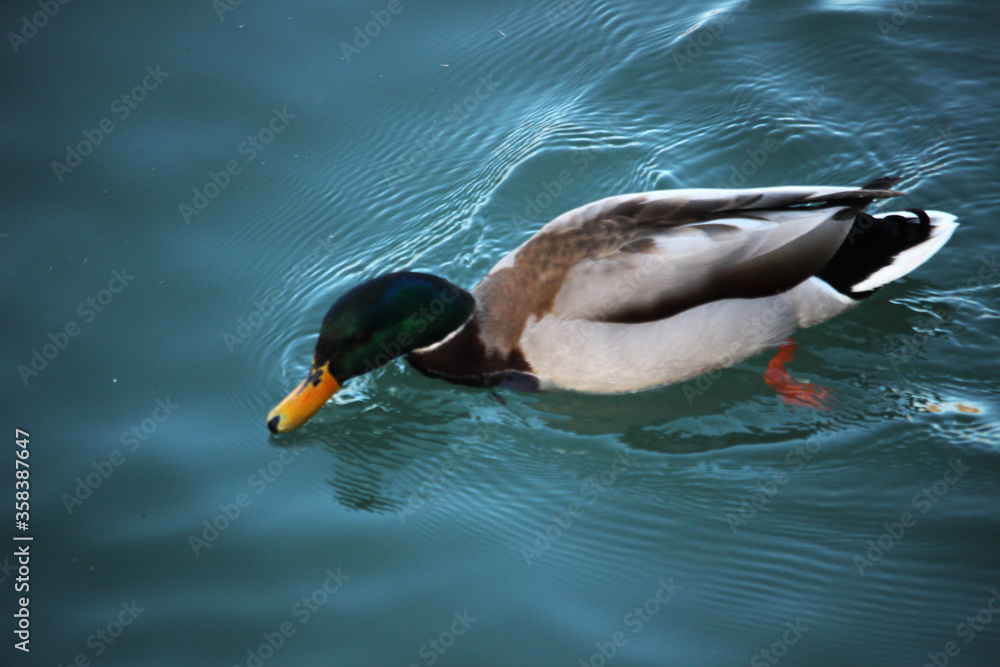 Obraz premium Ánade real o azulón macho (Anas platyrhynchos) en un río 