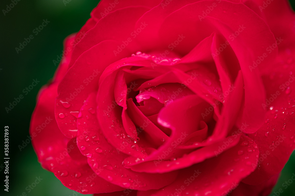 Red Rose closeup flower in the middle focus Red Rose closeup flower in the middle focus