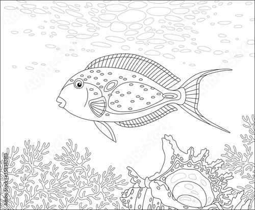 Funny exotic parrotfish swi...