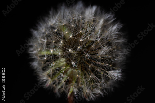Macro Dandelion Seed Head on Dark Background