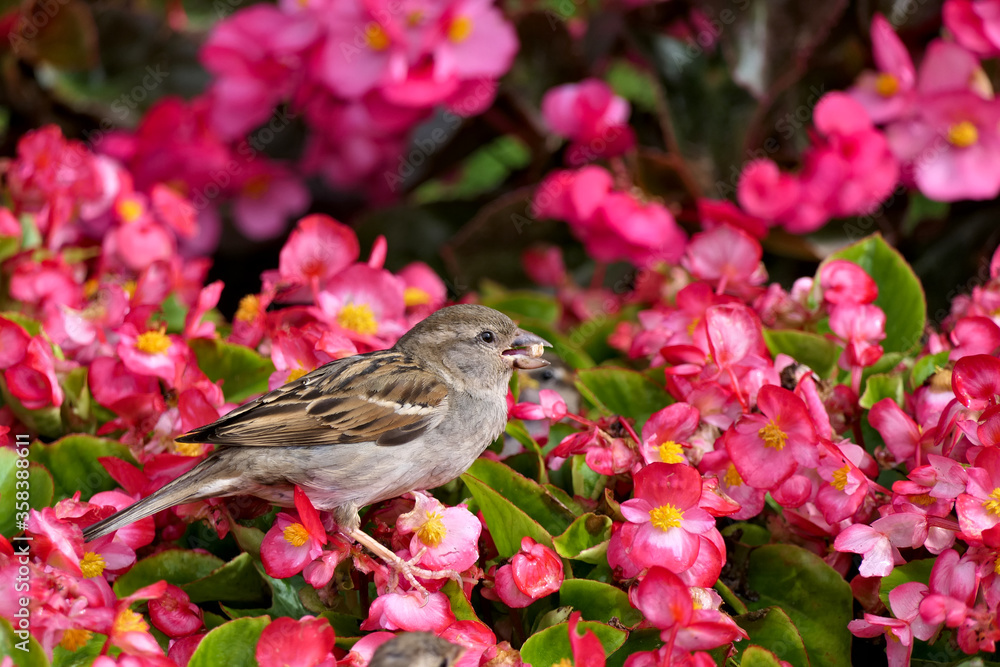 Closeup cute female house sparrow or passer domesticus gathering food in a pink blooming flower bush in a garden