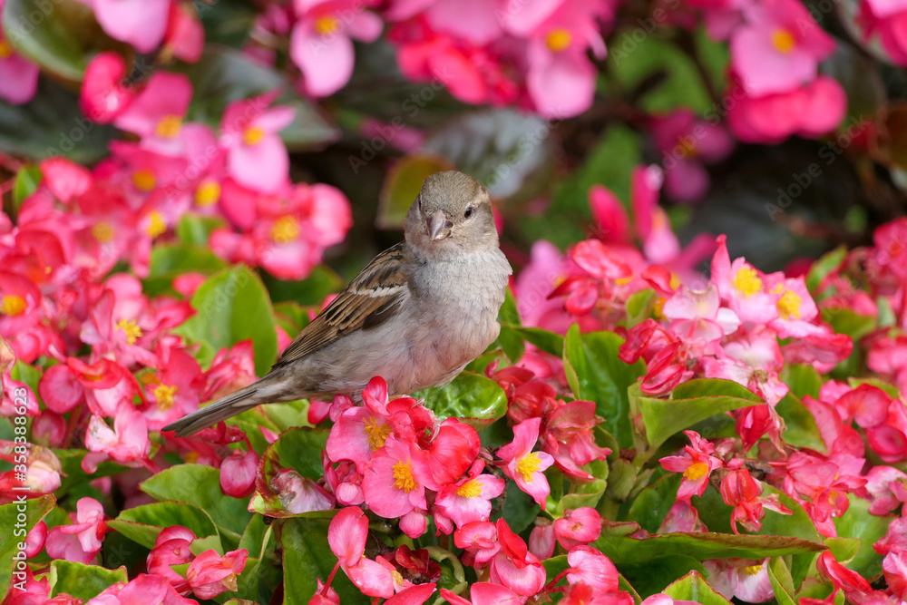 Closeup single cute looking house sparrow or passer domesticus sitting on a pink flower blossoms of a bush Closeup single cute looking house sparrow or passer domesticus sitting on a pink flower blossoms of a bush