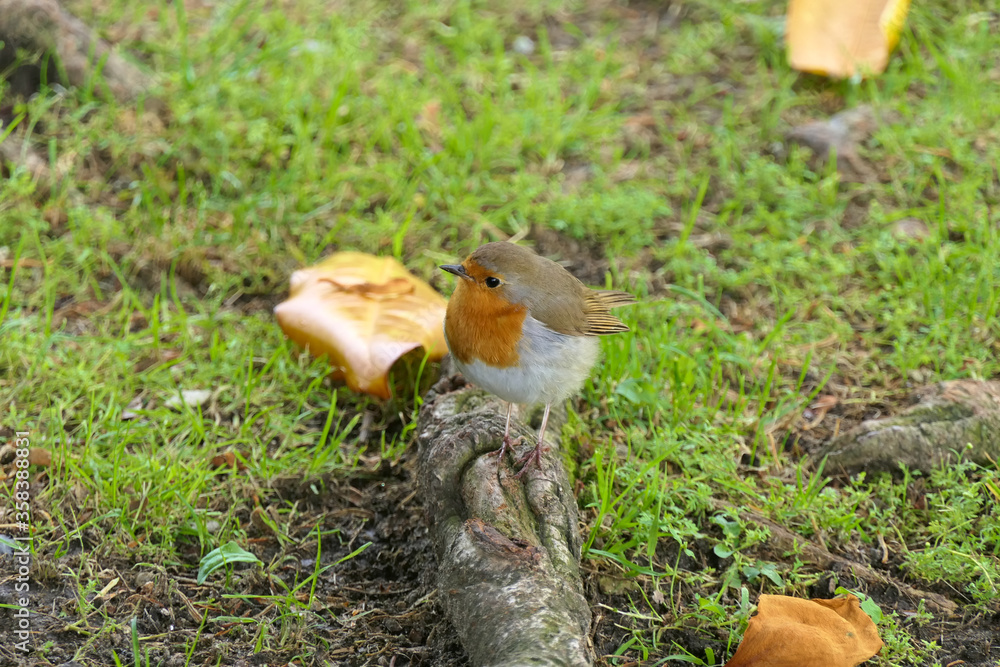 Cute young European robin, erithacus rubecula or robin redbreast on a tree root in green grass