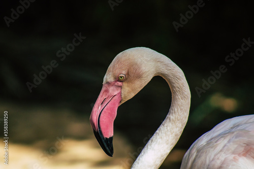 View of pink flamingo, a large bird that are identifiable by their long necks, sticklike legs and pink or reddish feathers photo