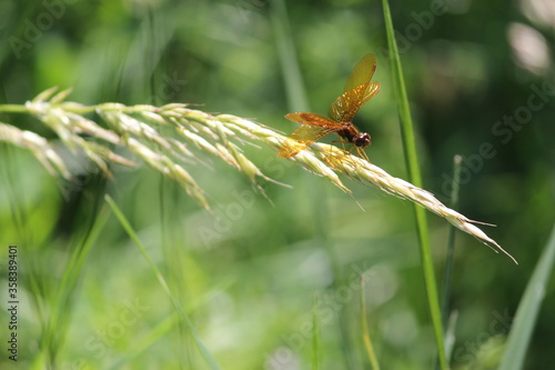 Little golden dragonfly at rest