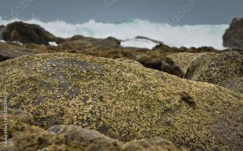 Crabs and snail on rocks at low tide and a cloudy background