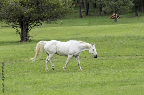 White horse walks in green pasture.