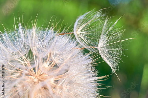 Dandelion flower seeds blowing away over green background Macro Selective soft focus