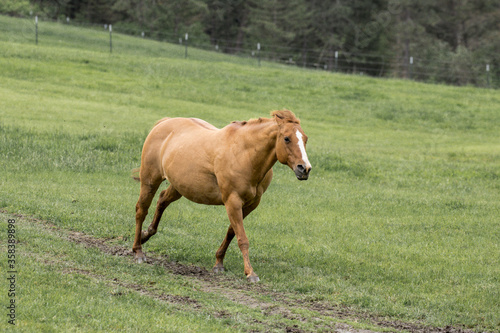 A horse races along in a pasture.