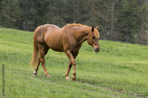 Brown horse walks in a green pasture.
