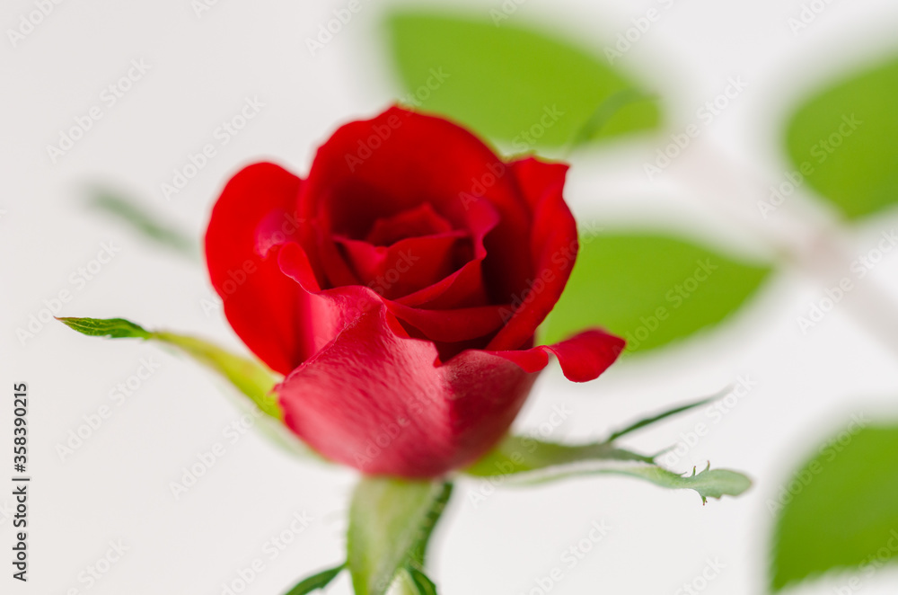 Close up of red Rose on white background Close up of red Rose on white background