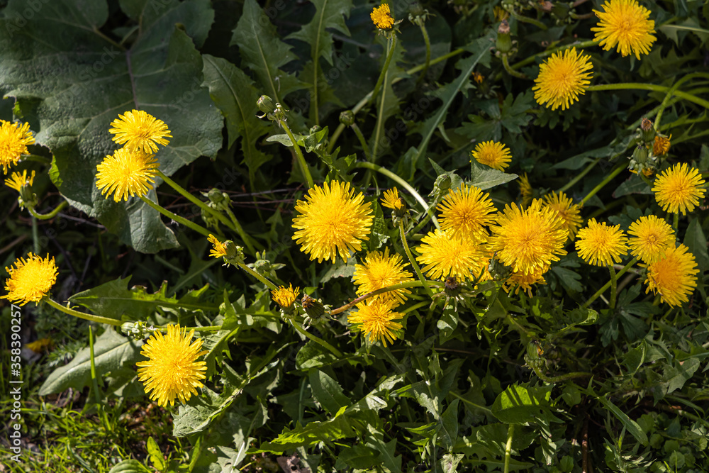 Group of yellow dandelions grow on a green background of leaves and grass in a park we see in the photo Group of yellow dandelions grow on a green background of leaves and grass in a park we see in the photo