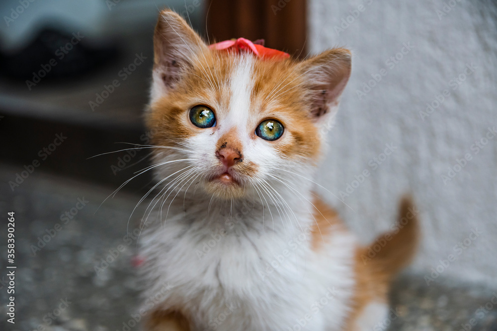 A stray orange kitten with beautiful green blue eyes and a pink flower on its head like a hat