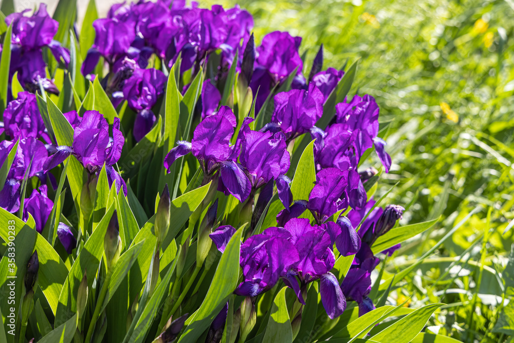 Group of violet irises flowers grows on a green background of leaves and grass in a park in summer Group of violet irises flowers grows on a green background of leaves and grass in a park in summer