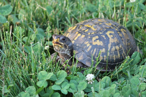 Eastern Box Turtle in grass and clover