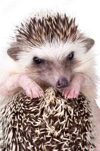Close up hedgehog in hands with white background