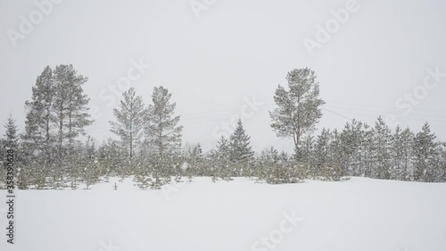 snowfall over winter field and forest in northern Norway