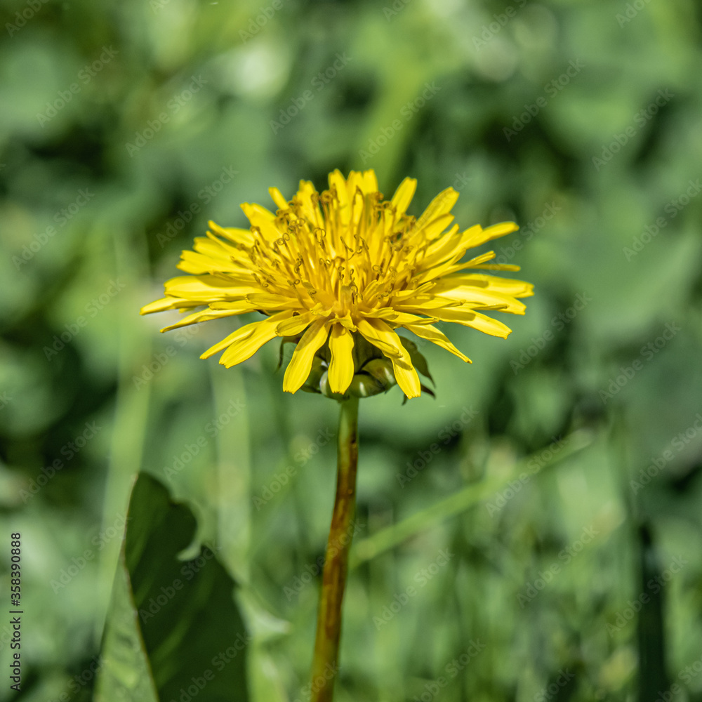 Naklejka premium Yellow dandelion in the spring forest