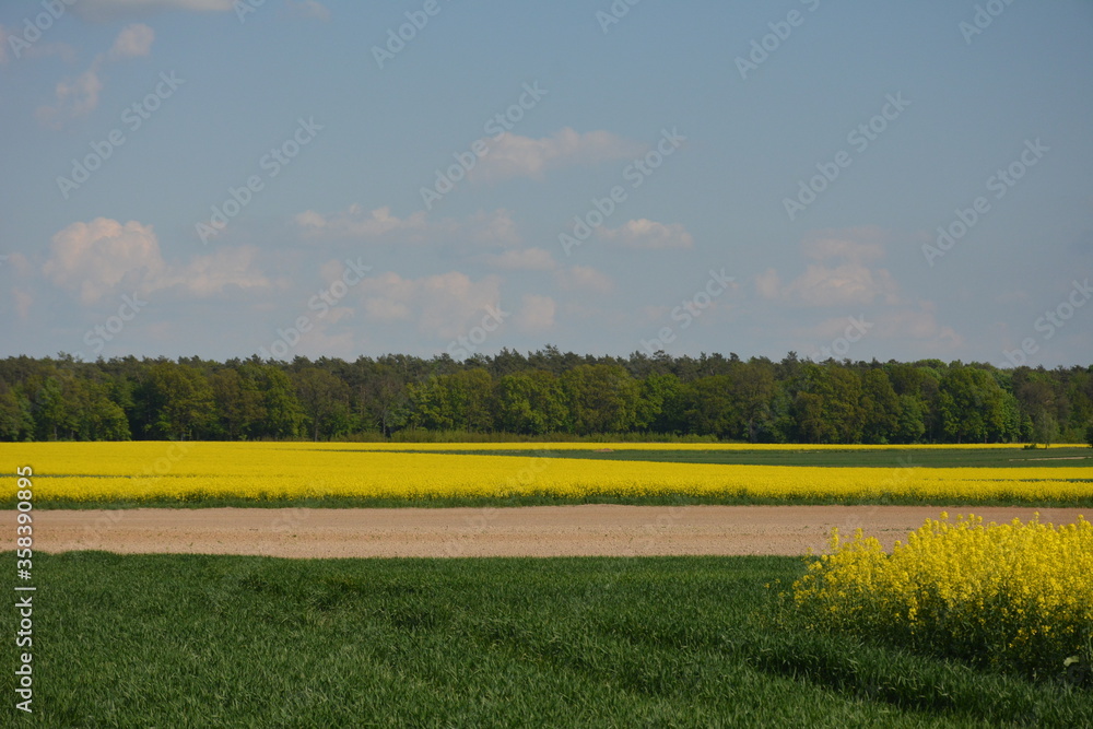 Obraz premium Pola rzepaku na tle lasu