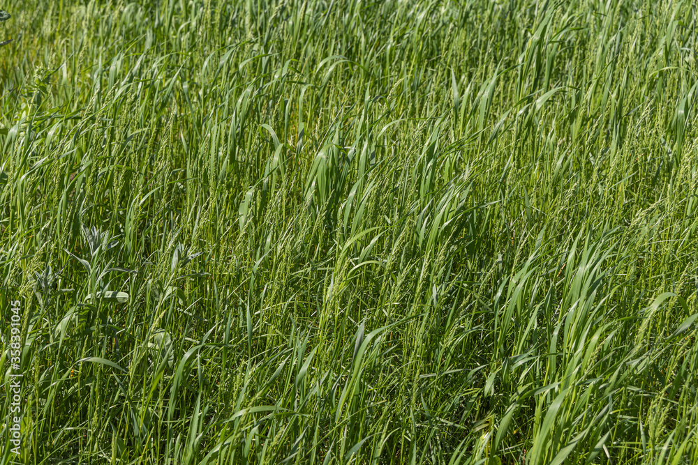 Beautiful horizontal texture of green Creeping Wild Rye grass is in summer Beautiful horizontal texture of green Creeping Wild Rye grass is in summer