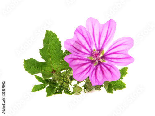 Pink flower of Mallow and green leaves isolated on white background, Malva sylvestris