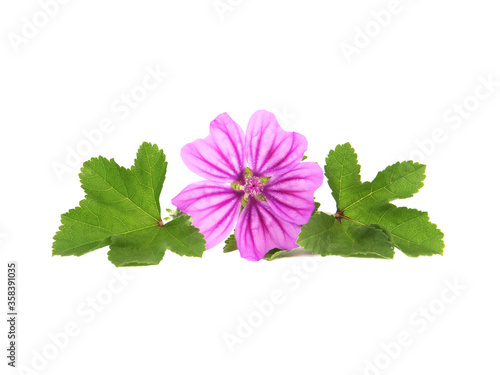 Pink flower of Mallow and green leaves isolated on white background, Malva sylvestris photo