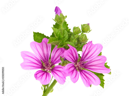 Pink flower of Mallow and green leaves isolated on white background, Malva sylvestris