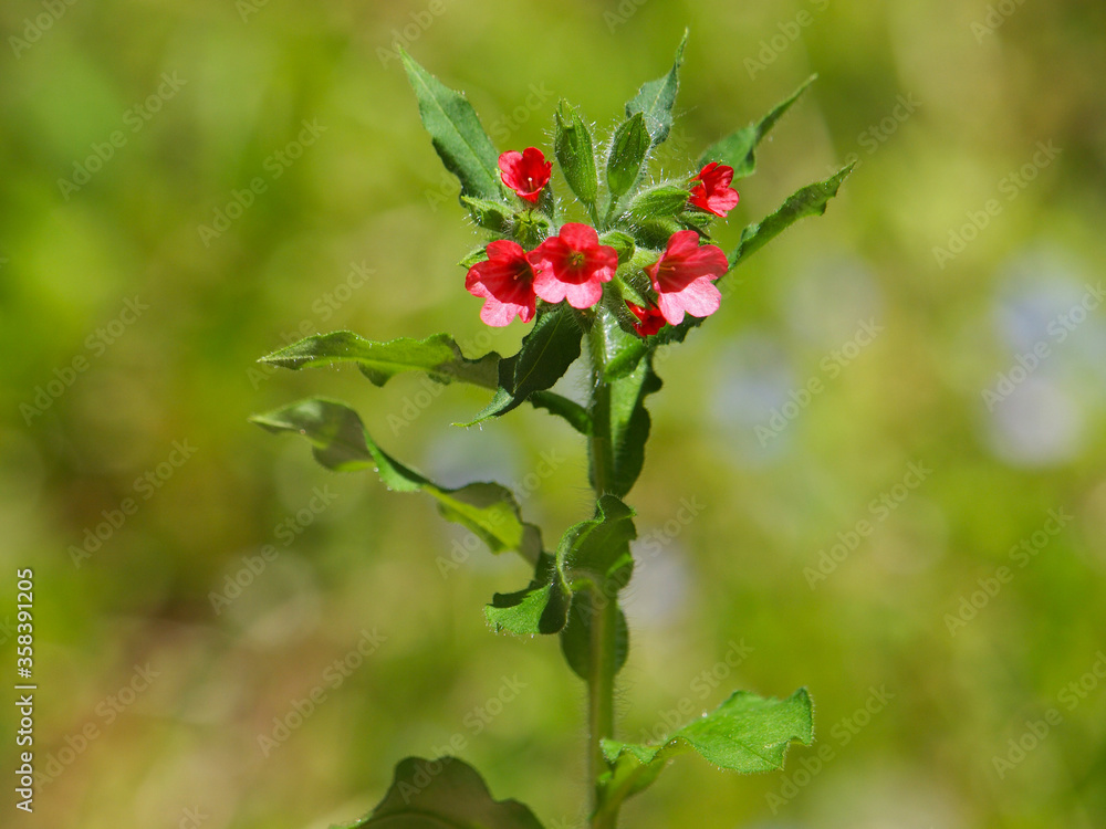 Red Lungwort blooming plant, Pulmonaria rubra Red Lungwort blooming plant, Pulmonaria rubra