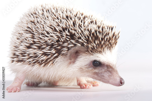 hedgehog close up on white background