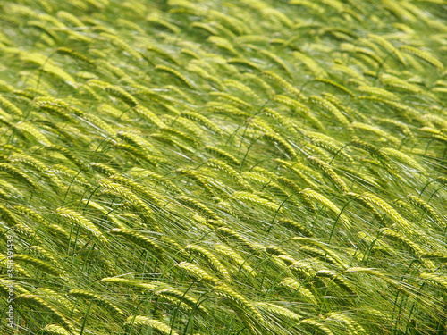 Green wheat crop 
