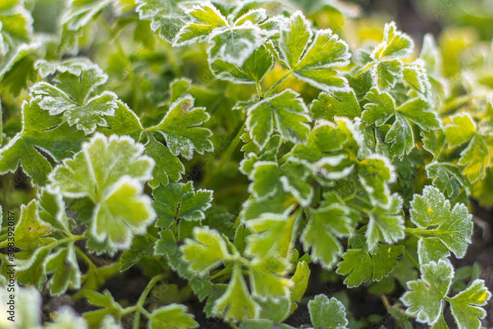 Coriander, also known as cilantro or Chinese parsley with frost on leaves in the garden. Green leaves background with surface, green leaves pattern. Coriander, also known as cilantro or Chinese parsley with frost on leaves in the garden. Green leaves background with surface, green leaves pattern.