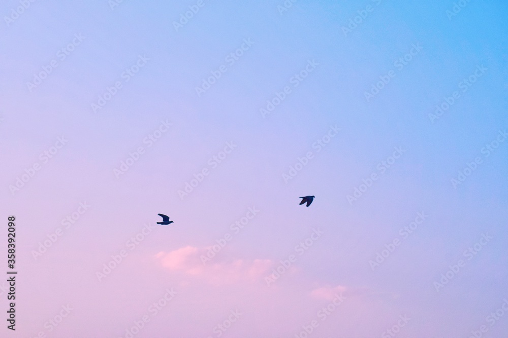 Two birds flying silhouetted against a blue sky with vibrant colorful pink clouds, lovebirds. Two birds flying silhouetted against a blue sky with vibrant colorful pink clouds, lovebirds.