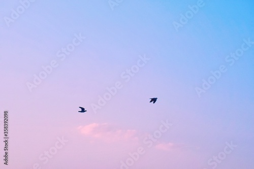 Two birds flying silhouetted against a blue sky with vibrant colorful pink clouds, lovebirds.