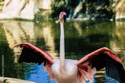 View of pink flamingo, a large bird that are identifiable by their long necks, sticklike legs and pink or reddish feathers photo