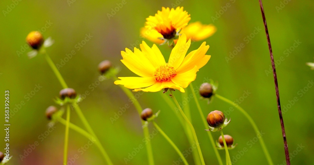 A focus on a beautiful yellow flower in the wild nature A focus on a beautiful yellow flower in the wild nature