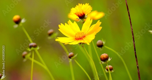 A focus on a beautiful yellow flower in the wild nature