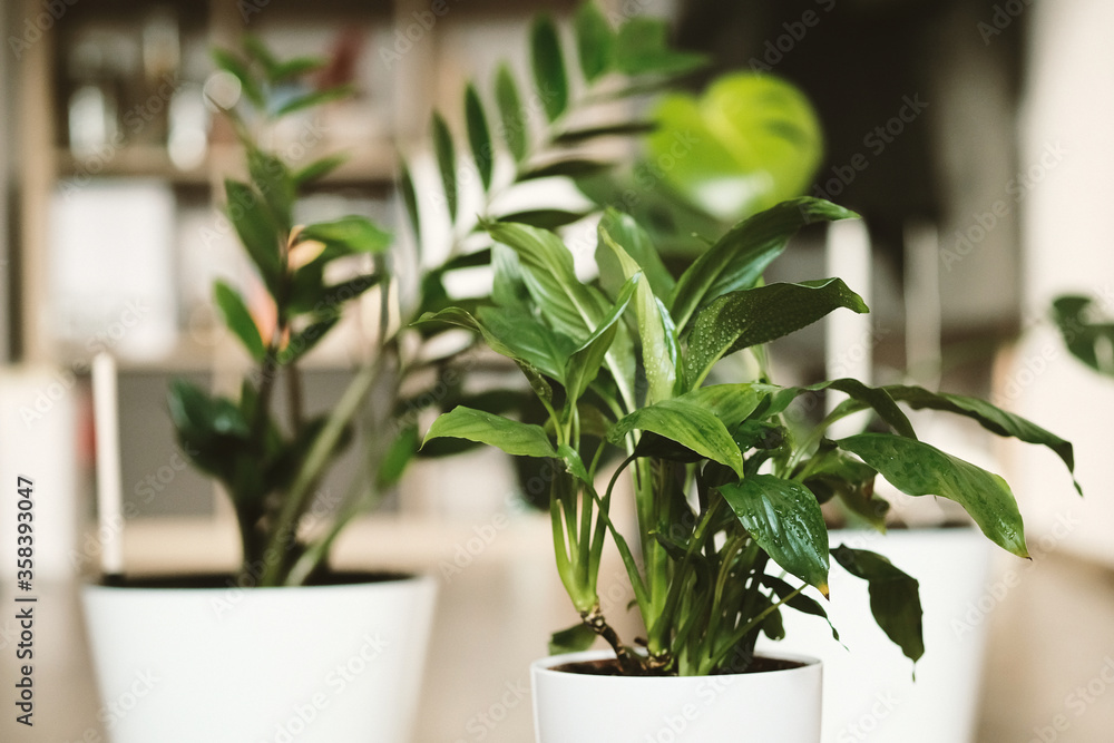 Two green plants Zamioculcas and Spathiphyllum in white flower pots on the background of the living room. Care and care of plants, home garden. Two green plants Zamioculcas and Spathiphyllum in white flower pots on the background of the living room. Care and care of plants, home garden.